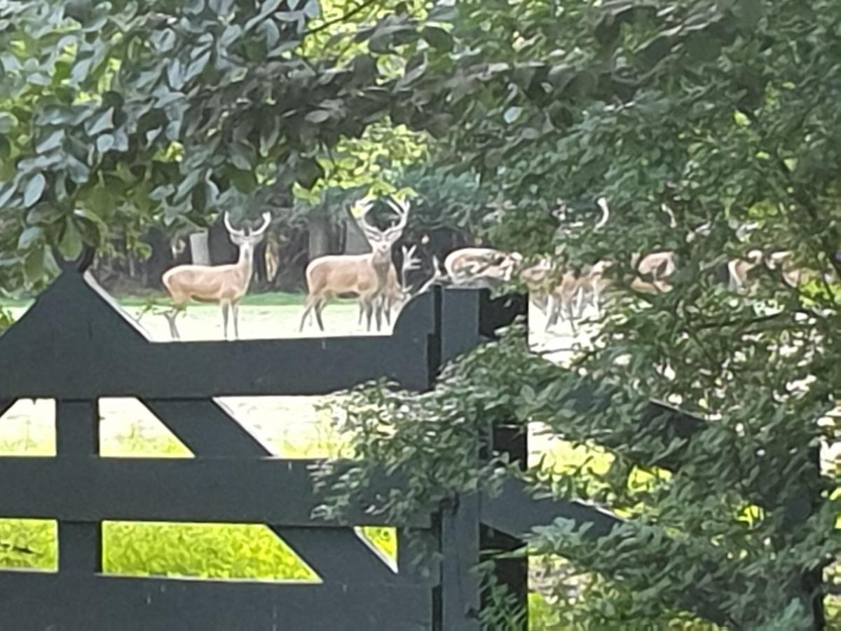 De Eekhoorn Villa Putten Bagian luar foto
